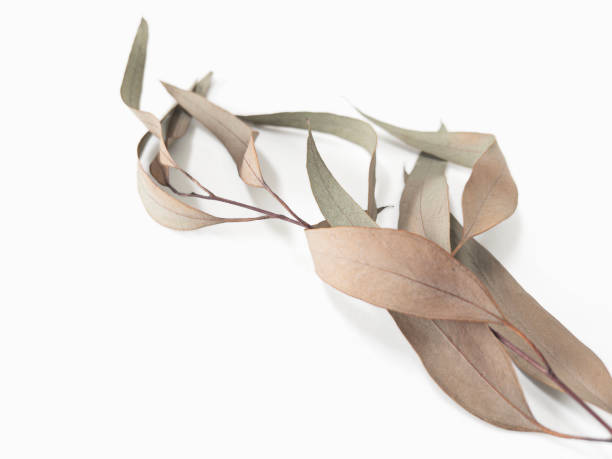 istock eucalyptus branch leaves on light background with shadows. Minimal style design 2044872304