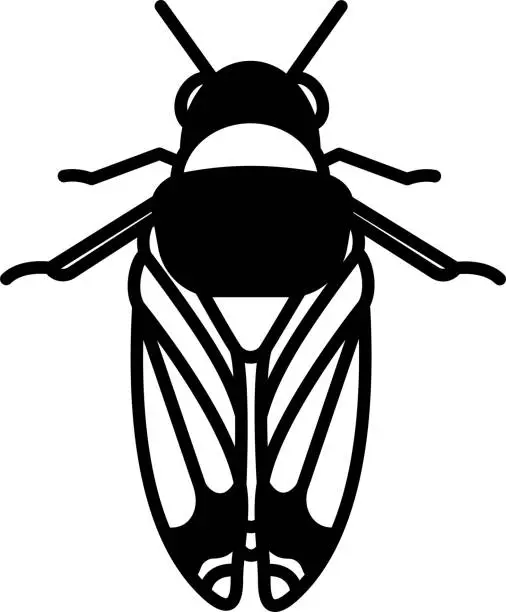 Vector illustration of Cicadidae glyph and line vector illustration