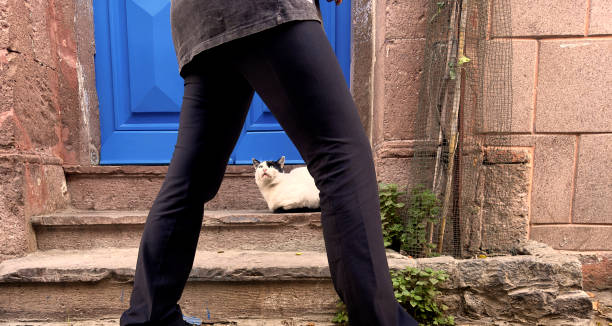 Cute domestic cat sitting by door in Ayvalik, Turkey