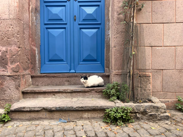 istock Cute domestic cat sitting by house front door 2044875479