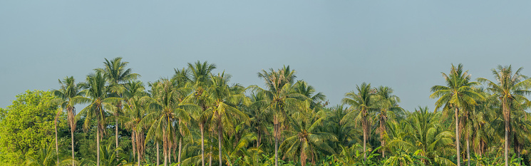 Scenic view of coconut tress in Goa, India. Famous for its beautiful beach and natural beauty