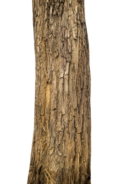 istock Trunk of a tree Isolated On White Background. 2044878709