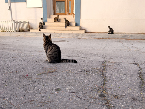 Large group of stray cats on street in small town Foca, Izmir, Turkey