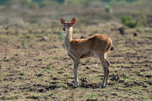 The Javanese deer, also known as the Javan rusa (Rusa timorensis), is a majestic species native to the Indonesian island of Java. The Javanese deer calf embodies the innocence and charm of youth within this elegant creature.A Javanese deer calf is a sight to behold, with its delicate features and graceful movements.