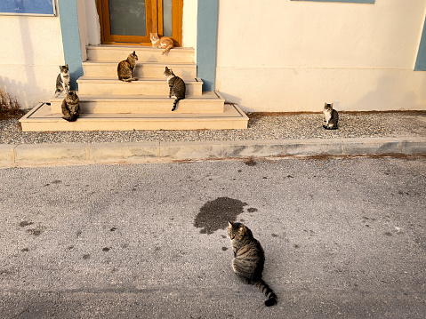 Large group of stray cats on street in small town Foca, Izmir, Turkey