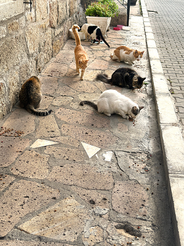Large group of street cats eating cat food on street in Foca, Izmir, Turkey
