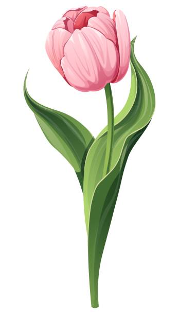 istock Tulip on a white background. Spring pink flower for Women s Day, Easter. Vector floral illustration. 2044885400
