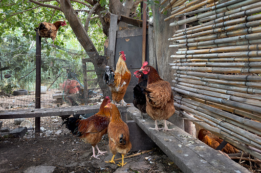Close up rooster and chicken walking at domestic garden in Mediterranean Turkey