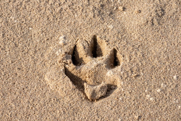 istock Brown sand with little dog footprints in it 2044887878