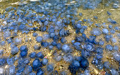 Large group of blue jellyfish in shallow water at beach,