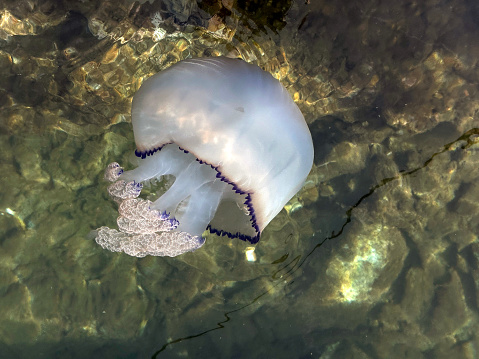 Close up jellyfish in shallow water of Aegean Sea