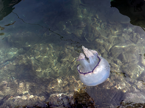 A Compass Jellyfish Washed Up On The Sand At New Brighton Beach On The Wirral, England