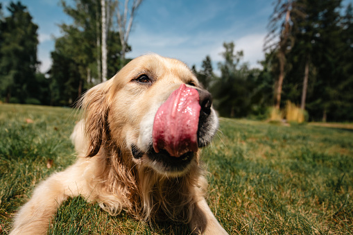 Portrait of cute dog with tongue out. Funny portrait of golden retriever licking lips on summer meadow.