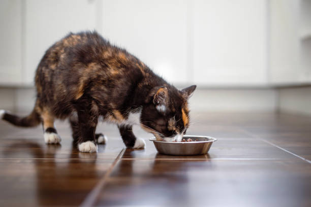 istock Hungry tabby cat eating from bowl at home 2044889914