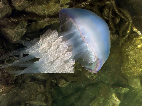 Close up of the underside of the Pacific Sea Nettle Jellyfish drifting in water showing up into the bell part and the tentacles curled around contrasting against a deep royal blue background