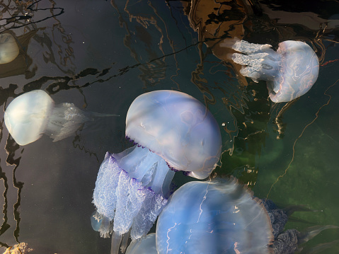 Close up jellyfish in shallow water of Aegean Sea