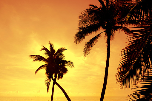 Palm trees silhouettes on tropical beach at summer warm vivid sunset time