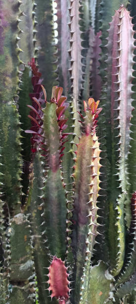 istock The beautiful cactus plants in the garden 2044892927
