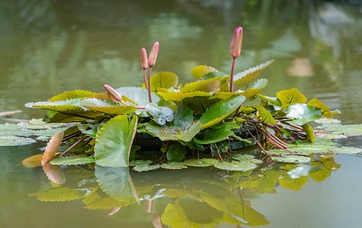 Nymphaea Alba, Magenta Water lilies in bud in a pond in Liuhou Park in Liuzhou, Guangxi, China