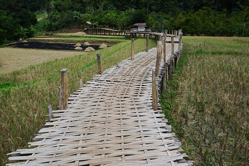Scenic view of the bamboo bridge to the village. Passing through the middle of rice fields is a beautiful natural place. Located in Phrae Province, Thailand.