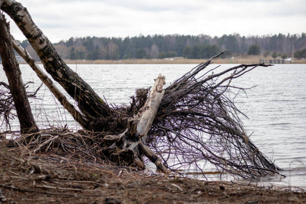 a tree with fallen roots on a background of water