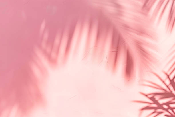 summer shadow on the light pink wall. - tropisch-motief-fotos stockfoto's en -beelden