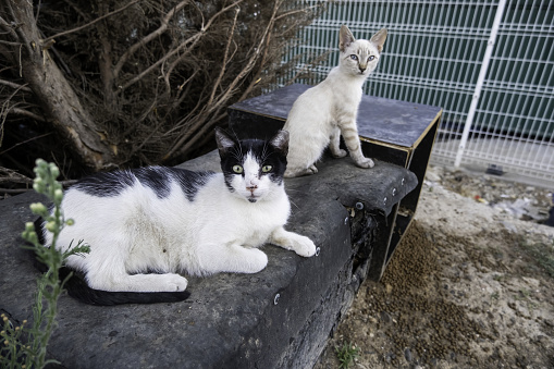 Stray or Feral Cat in Street city of Rhode in Greece. Historic Landmark in Old Town.