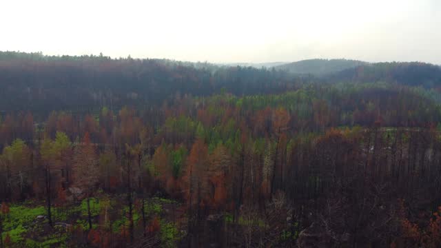 Approaching drone shot of the colourful woodlands growing back after the seasonal forest fires in the mountain ranges of Toronto, in Canada.