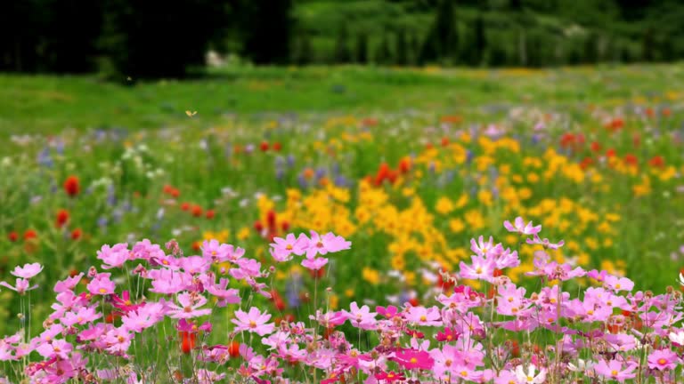 Spring scenery with pink cosmos flowers and green meadows in the background. Pink cosmos swaying in the wind. Field of pink flowers. The arrival of the spring season with butterflies flying over the cosmos.