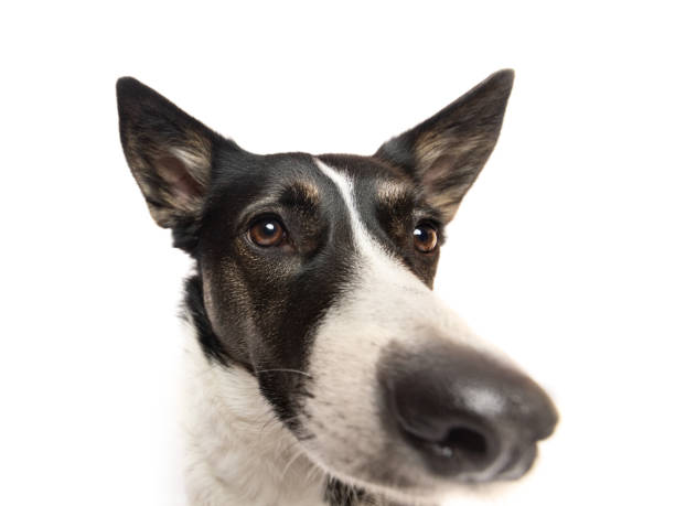 istock Black and white cute dog wide angle portrait 2044933513