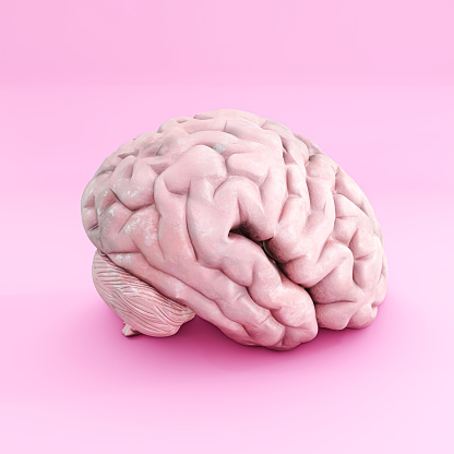 brain isolated on pink background 3d illustration