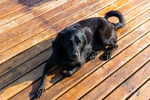 A black dog sitting on a wooden pier on a sunny day