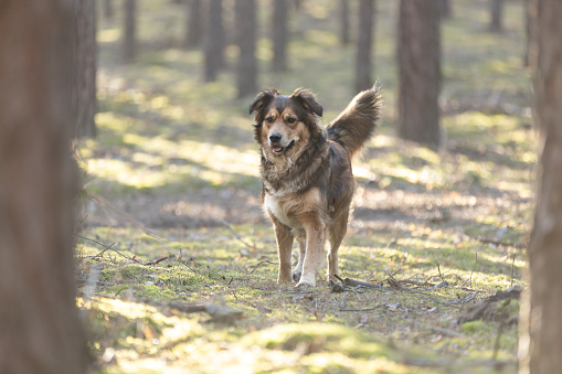 Brown cute happy dog walking in forest in sunny day. Golden retriever mix. This file is cleaned and retouched.