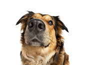 Brown cute funny dog wide angle portrait. Golden retriever mix