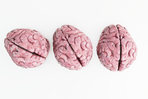 human brains isolated on white background 3d illustration