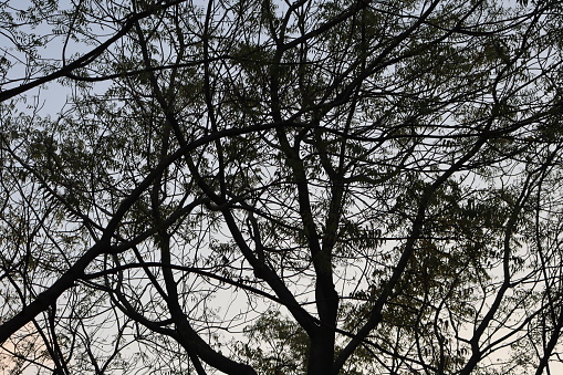 Captured this beautiful trees in the forest while travelling in the morning. Silhouette photography of a tree.