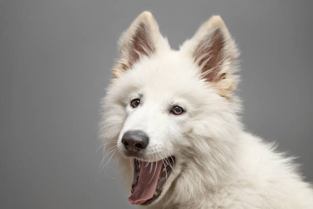istock Young White Swiss Shepherd Dog portrait on grey background 2044937803