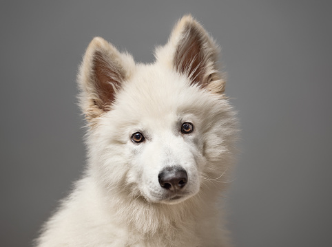 Young White Swiss Shepherd Dog portrait on grey background. This file is cleaned and retouched.