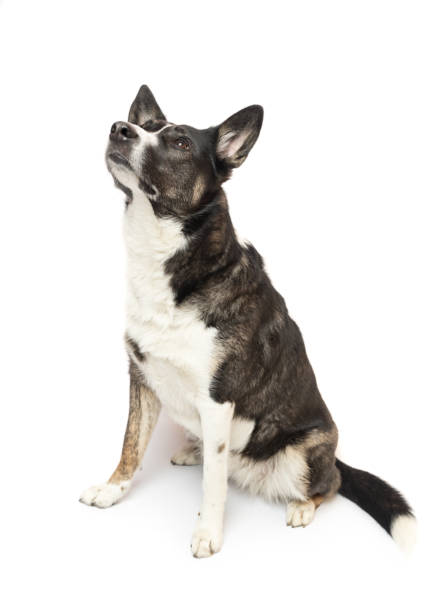 istock Black and white cute dog looking up and sitting on white 2044938859