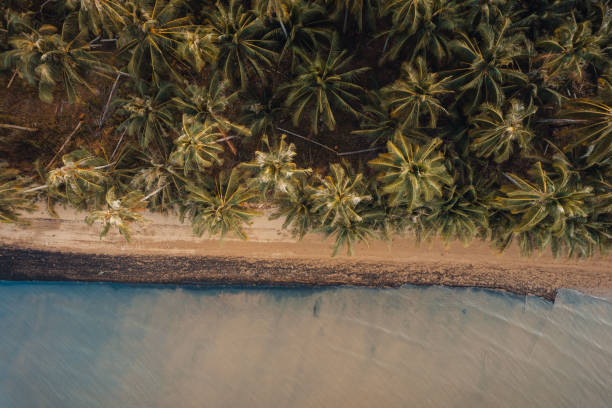 istock Orange beach and coconut trees in the evening 2044938860