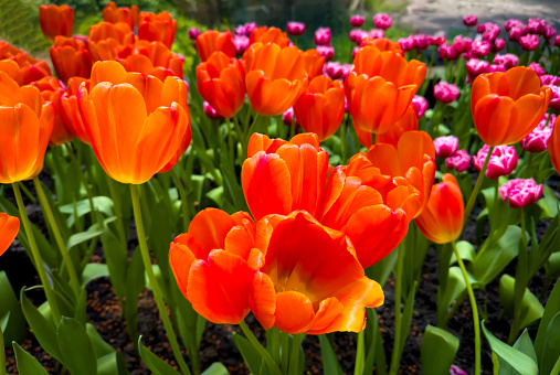 Beautiful of orange and red tulips field background blooming in spring season