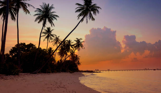 istock Banner Summer with colorful theme as palm trees background as texture frame background 2044946822