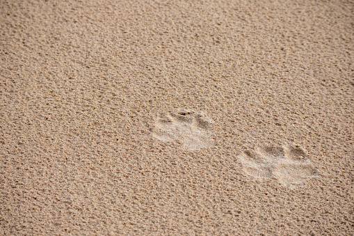 Footprints on the wet sand on the seashore.