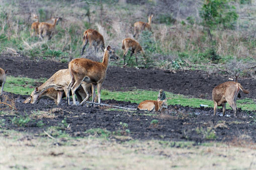 The Javanese deer, also known as the Javan rusa (Rusa timorensis), is a majestic species native to the Indonesian island of Java. The Javanese deer calf embodies the innocence and charm of youth within this elegant creature.A Javanese deer calf is a sight to behold, with its delicate features and graceful movements.