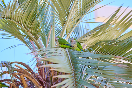 Green parrot Parakeet on a palm tree in Spain