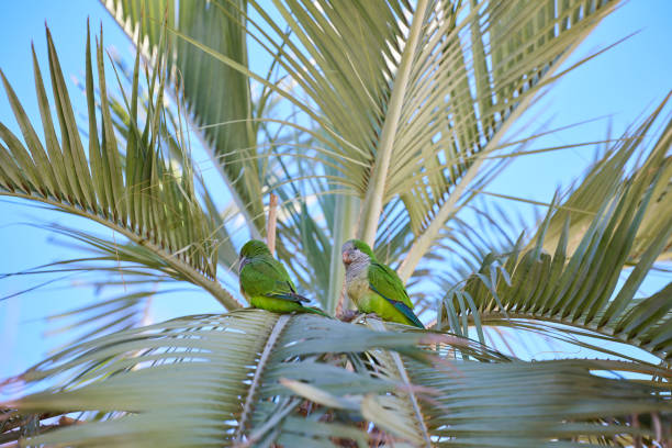 istock Green parrot Parakeet on a palm tree 2044951651
