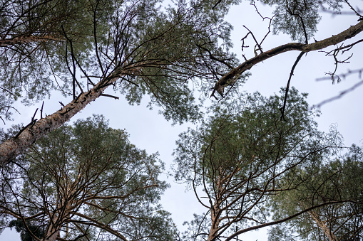The branches of the pine tree are directed towards the sky
