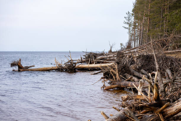 стволы деревьев, смытые штормом, упали в море - borough of beaver стоковые фото и изображения