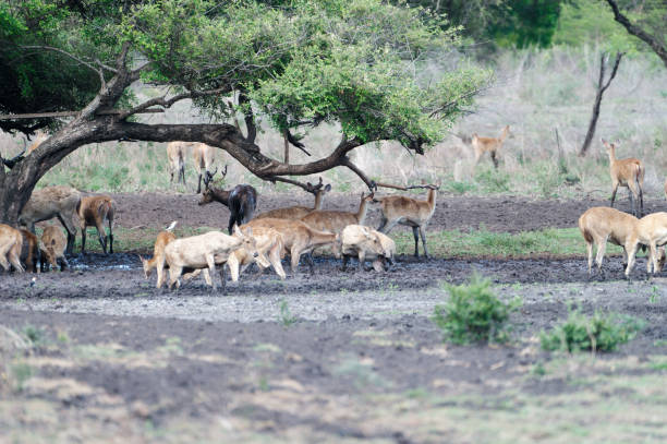 istock A Group of Javan rusa, Rusa timorensis in Baluran National Park, East Java, Indonesia 2044957123
