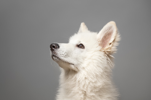 Young White Swiss Shepherd Dog looking up portrait on grey background. This file is cleaned and retouched.